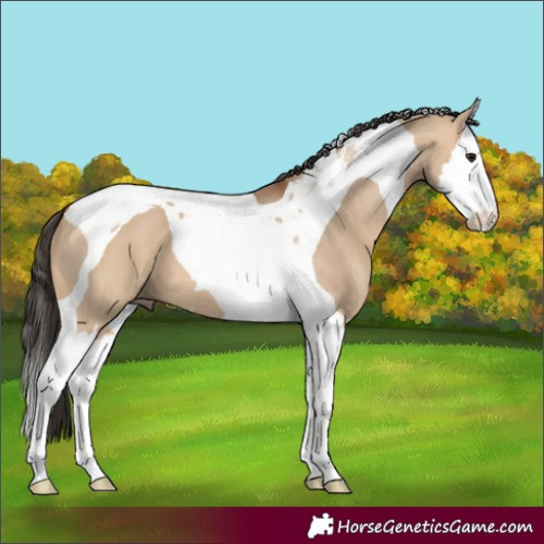 Horse Color:Bay Dun Splash Tobiano 