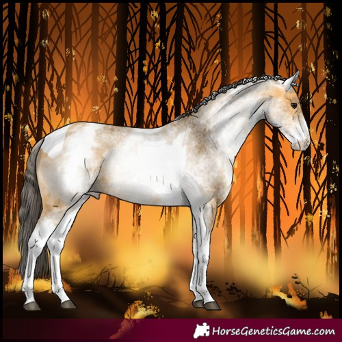 Horse Color:White Spotted Buckskin Tobiano 