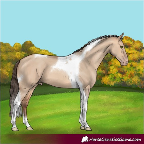 Horse Color:Amber Champagne Dun Tobiano