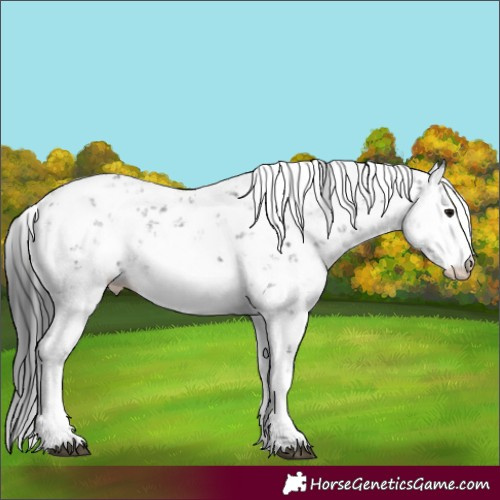 Horse Color:Black Sabino 