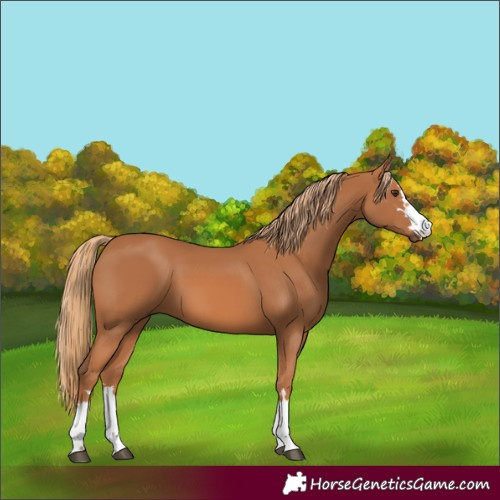 Horse Color:Chestnut 