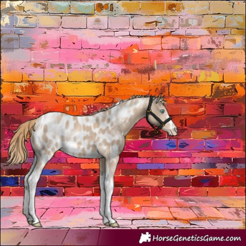 Horse Color:Perlino Tobiano Appaloosa Rabicano