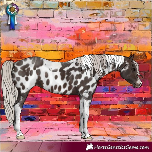 Horse Color:Silver Brown Tobiano Appaloosa