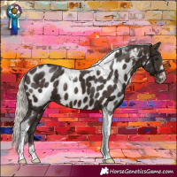 Horse Color:Silver Brown Tobiano Appaloosa
