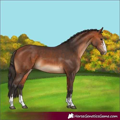 Horse Color:Bay and Bay