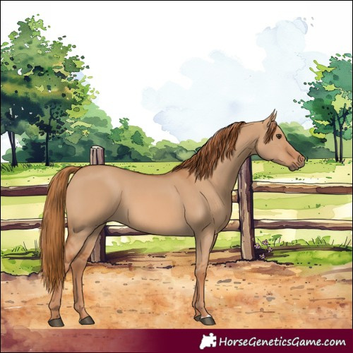 Horse Color:Red Dun 