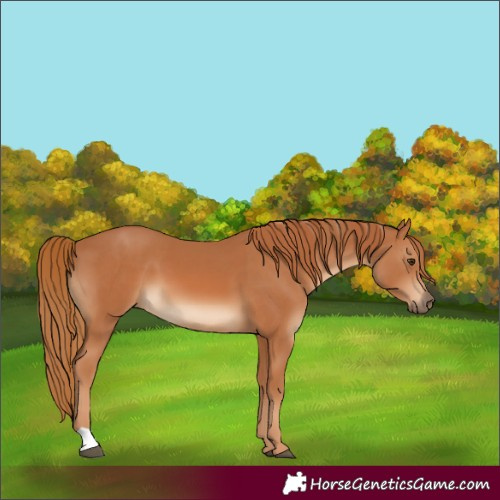 Horse Color:Chestnut and Chestnut