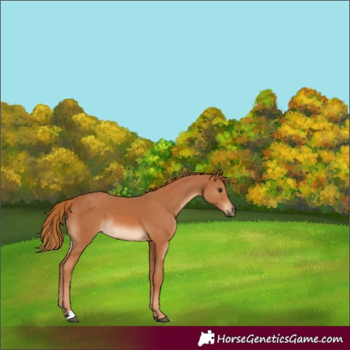 Horse Color:Chestnut  and Chestnut 