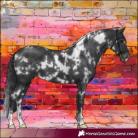 Horse Color:White Spotted Black Appaloosa