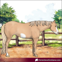 Horse Color:Gold Champagne Frame Rabicano