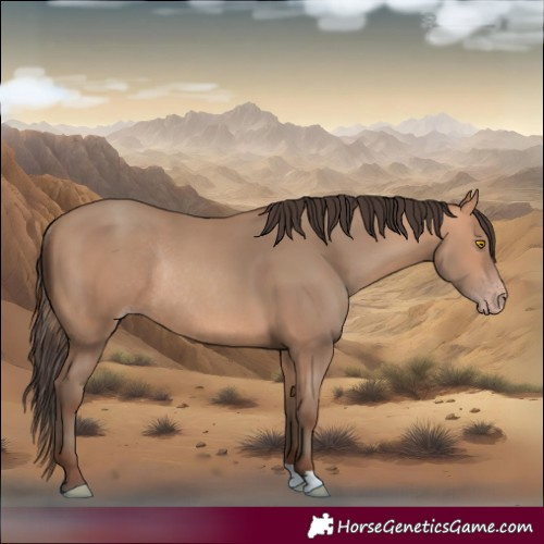 Horse Color:Amber Champagne Rabicano