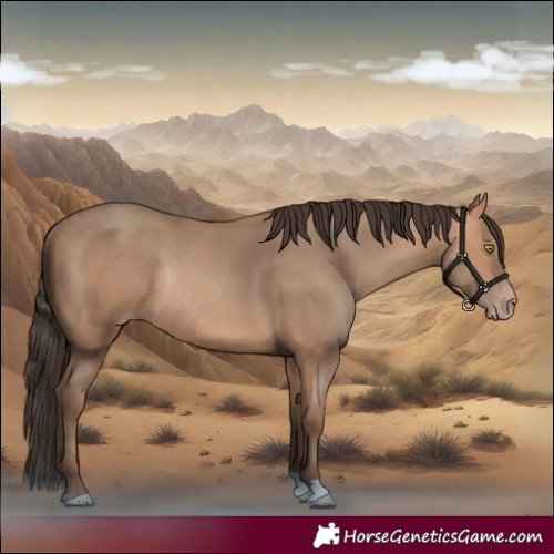 Horse Color:Amber Champagne Rabicano 