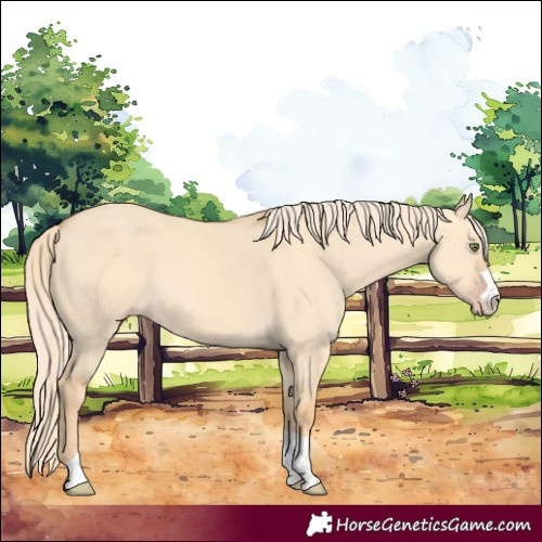 Horse Color:Gold Champagne Dun