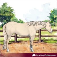 Horse Color:Gold Champagne Dun 