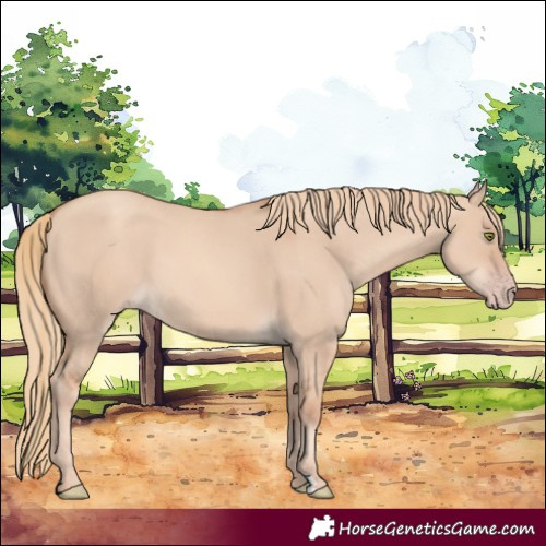 Horse Color:Gold Champagne Dun 