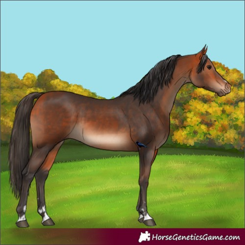 Horse Color:Bay and Bay