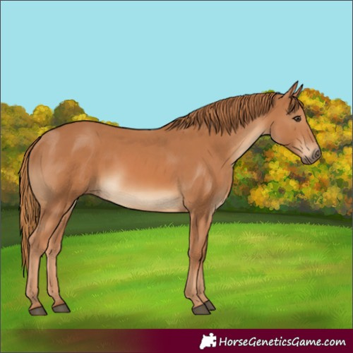 Horse Color:Chestnut  and Chestnut 