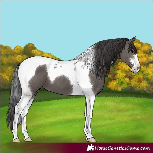 Horse Color:Smoky Grullo Tobiano 