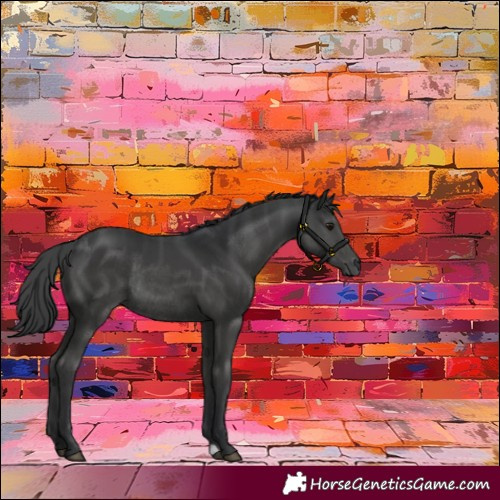 Horse Color:Black Rabicano