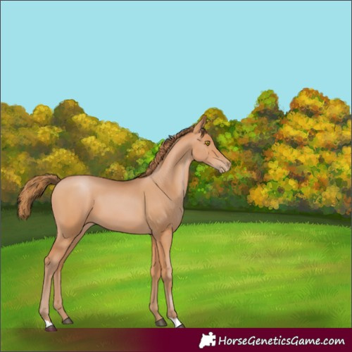 Horse Color:Bay Pearl 