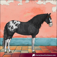 Horse Color:Black Splash Appaloosa