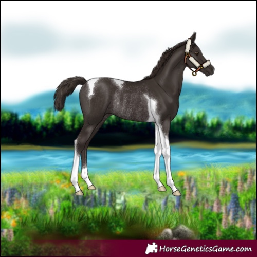 Horse Color:Liver Chestnut Tobiano Rabicano