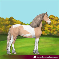 Horse Color:Gold Champagne Splash Tobiano Frame Rabicano
