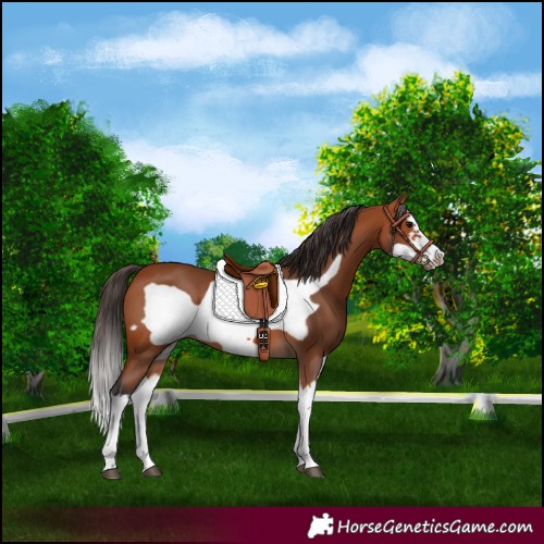 Horse Color:Bay Splash Frame 