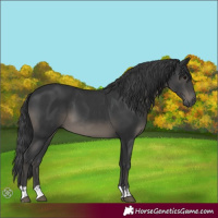 Horse Color:Black  and Black 