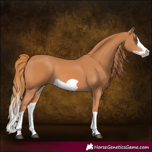 Horse Color:Chestnut Splash Frame