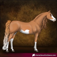 Horse Color:Chestnut Splash Frame