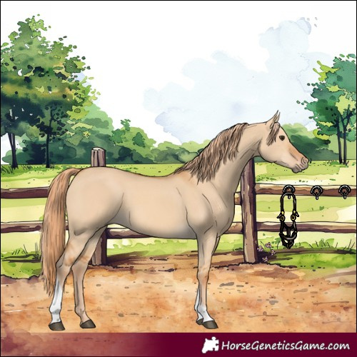 Horse Color:Red Dun Tobiano 