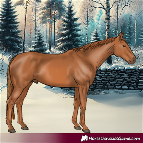 Horse Color:Chestnut 