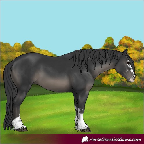 Horse Color:Black  and Black 