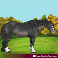 Horse Color:Black and Black