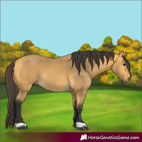 Horse Color:Buckskin 