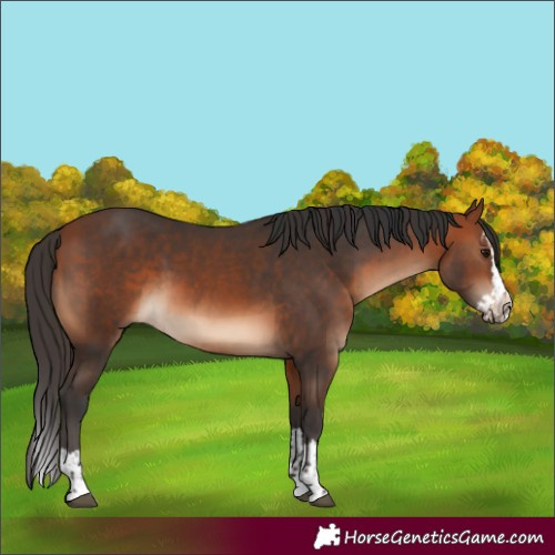 Horse Color:Bay  and Bay Splash 