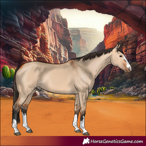 Horse Color:Bay Dun 
