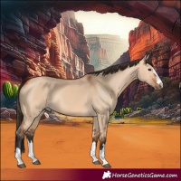 Horse Color:Bay Dun 