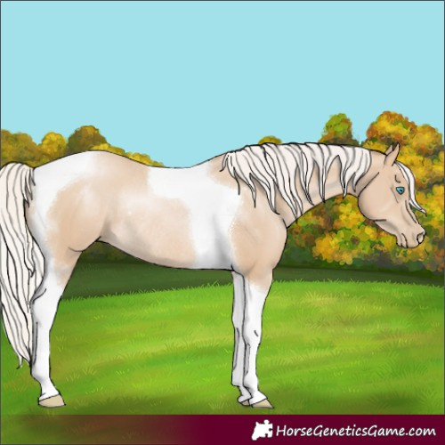 Horse Color:Silver Smoky Black Pearl Tobiano Rabicano 
