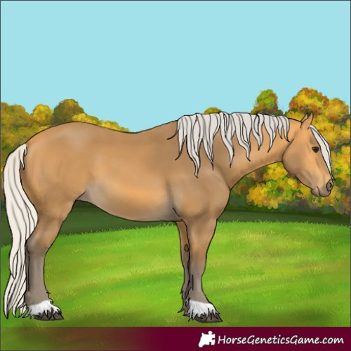 Horse Color:Silver Buckskin 