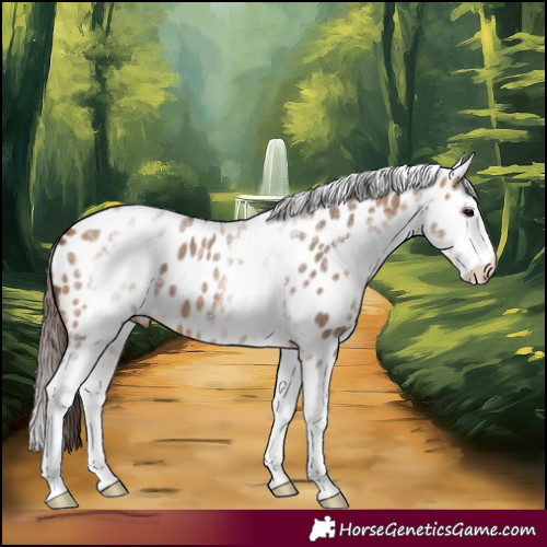 Horse Color:White Spotted Brown Dun Splash Near Leopard 
