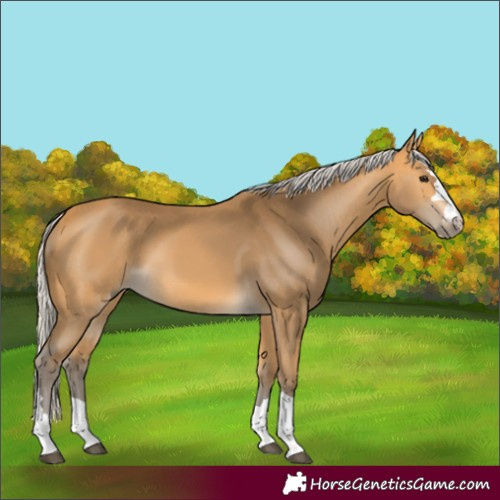 Horse Color:Silver Buckskin 