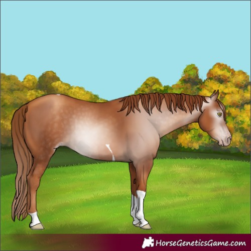 Horse Color:Gray Gold Champagne Tobiano