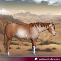 Horse Color:Gray Gold Champagne Tobiano