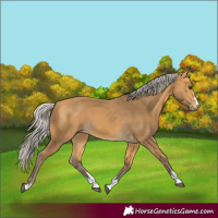 Horse Color:Silver Buckskin 