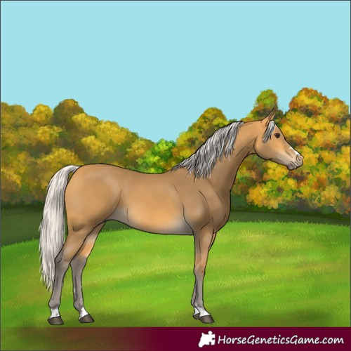Horse Color:Silver Buckskin 