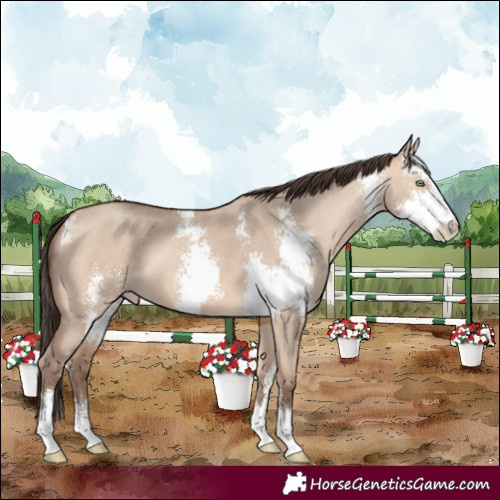 Horse Color:Amber Champagne Dun Sabino 