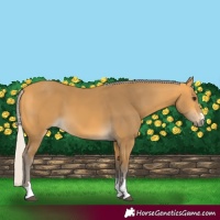 Horse Color:Silver Buckskin