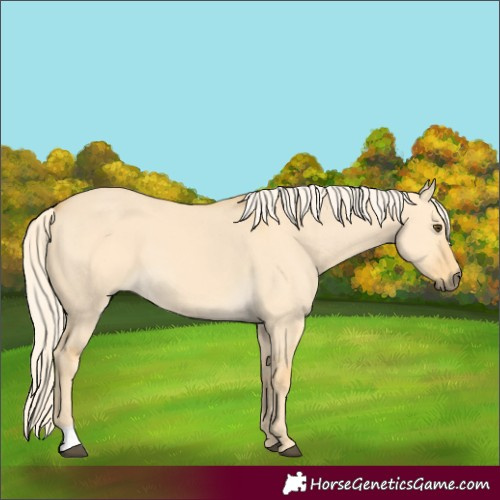 Horse Color:Palomino Dun